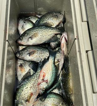 Crappie fishing in Toledo Bend