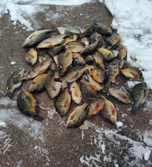 Ice Fishing success on the Wisconsin River!
