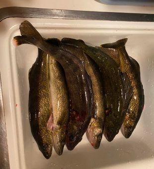 Walleye fishing is on fire in Wisconsin!