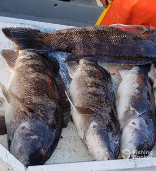 Tautog Bounty In Point Pleasant NJ