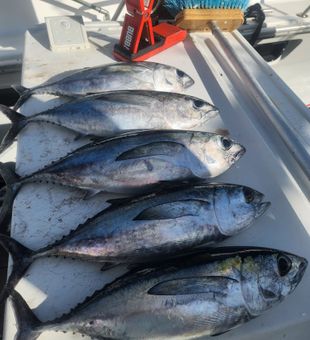 Blackfin and albacore tuna action in Key Largo!