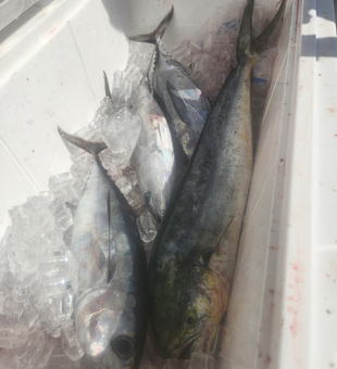 Fresh Mahi Mahi and Blackfin Tuna from the Florida Keys!