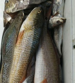 Black Drum catch in  Port Isabel Fishing! Book Now