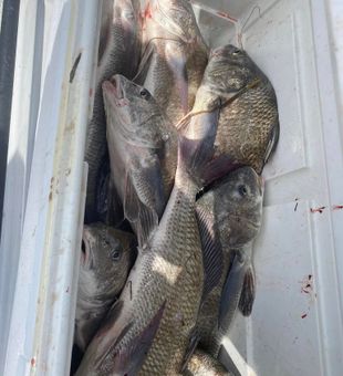Black Drum inshore catch