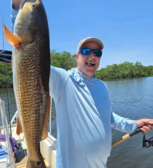 Redfish rising in Tampa