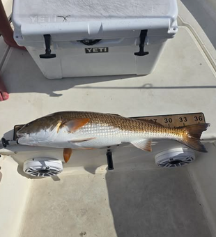 Clean Tampa Reds are hot today!