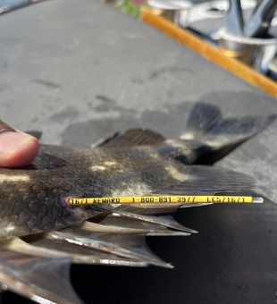 Caught a nice one today!