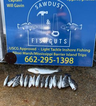 Speckled trout and black drum from Pass Christian waters!
