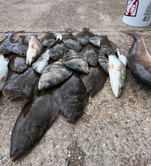 Outstanding redfish and Pacific halibut haul in Pass Christian!