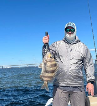 Impressive Sheepshead haul on a sunny fishing trip