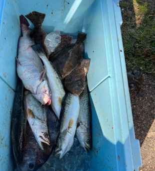 Fresh, diverse catch!