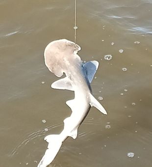 Epic shark catch off the coast of Savannah — a fishing adventure every Georgia angler dreams of.