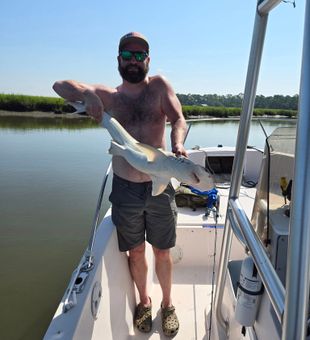 Savannah shark on the line