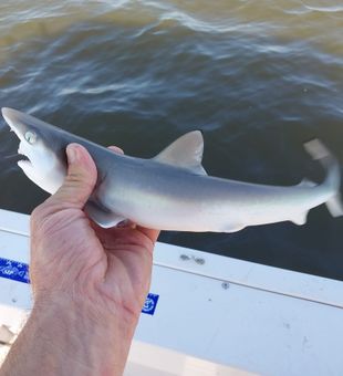 Hooked up with a Georgia shark! 