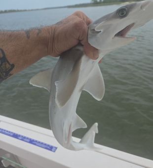 Savannah’s inshore bite is hot
