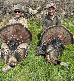 Passionate Hunting in Ontario of Wild Turkeys