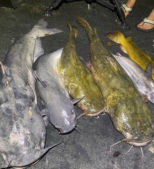 Coosa River catfish fishing