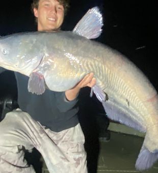 Massive blue catfish landed in Cave Spring GA!