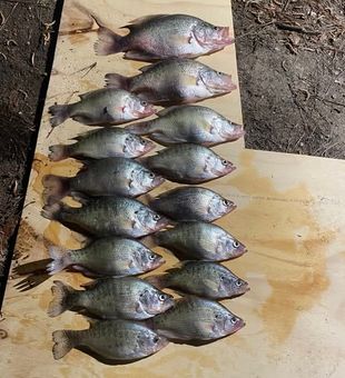 Chasing slabs on the Coosa River in Georgia