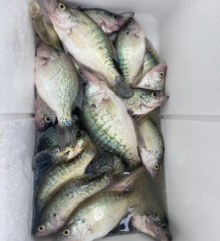 Five Coosa River crappie loaded up in the cooler!