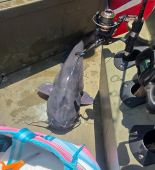 Monster catfish landed on the Coosa River!