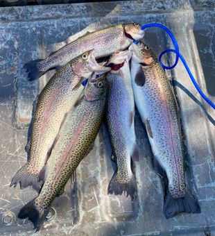 Four beautiful rainbow trout from Cave Spring GA!