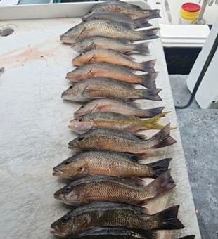 Islamorada Fishing Guides: Expert Guidance