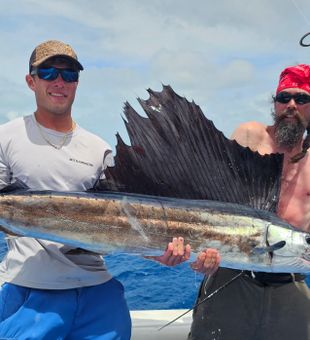 Atlantic sailfish success in Islamorada waters!