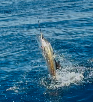 Epic jump in Islamorada waters!