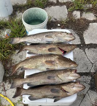 The bite is on!