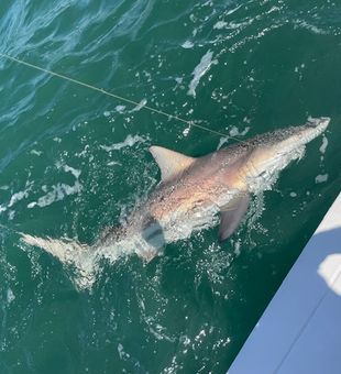 Blacktip shark hooked and fighting in Palmetto waters!