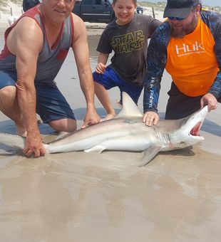 Catch a shark, make memories