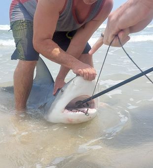 Shark fishing at its best.