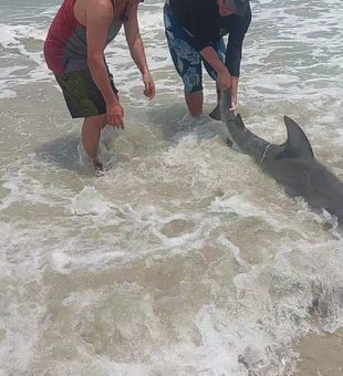 The Gulf’s mighty sharks!