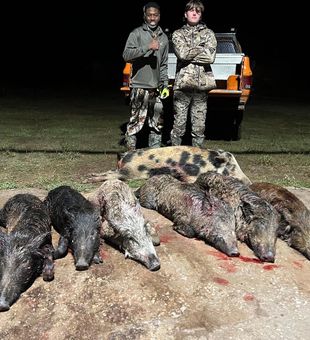 Thrilling Hunting: Boars in Texas