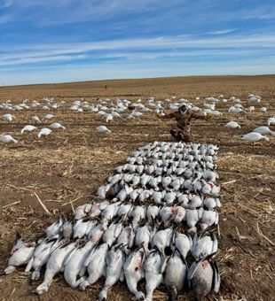 Successful snow goose hunt.