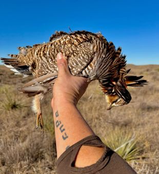 Successful quail hunt.