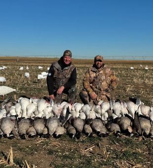 Successful snow goose hunt.
