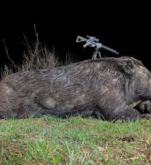 Impressive wild boar harvest.