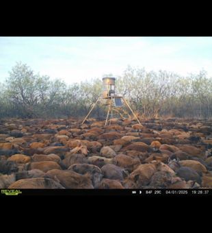 Massive flock surrounds the feeder in Archer City!