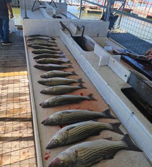 Striped Bass Haul - Kingston, OK.