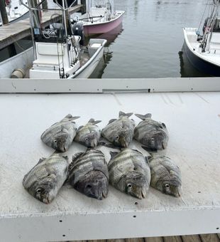 Fresh sheepshead haul