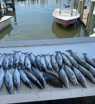 King Mackerel Action in Gulf Shores