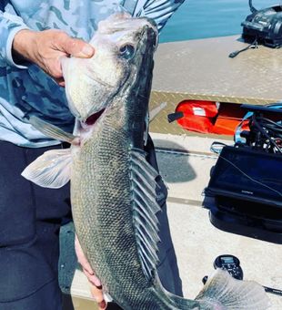 North Dakota Walleye Fishing