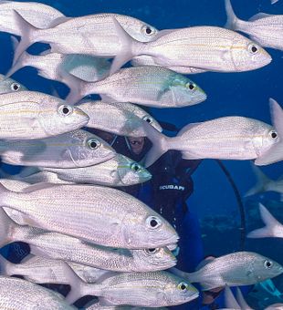 Scuba diving in Islamorada 