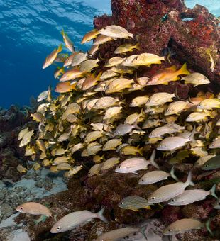 Exploring coral reefs while scuba diving in Islamorada