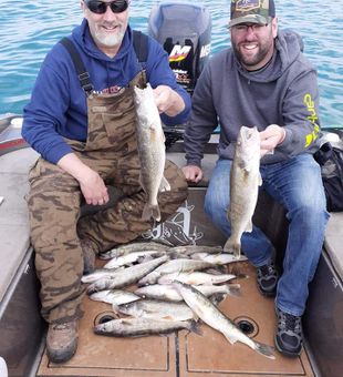 Walleye Fish lured from Lake Erie