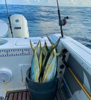 Stuart, FL mahi mahi fishing
