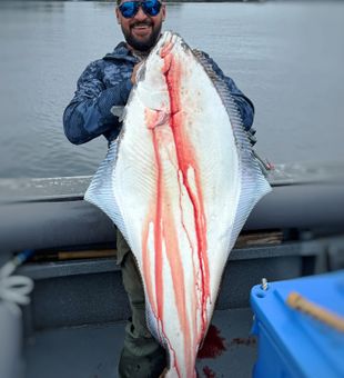 Massive Pacific halibut catch