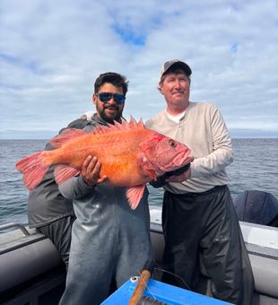 Giant yelloweye rockfish catch